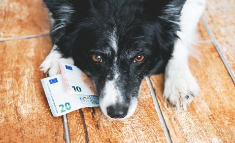 /cash dogs