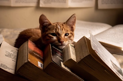 /gatto e libro