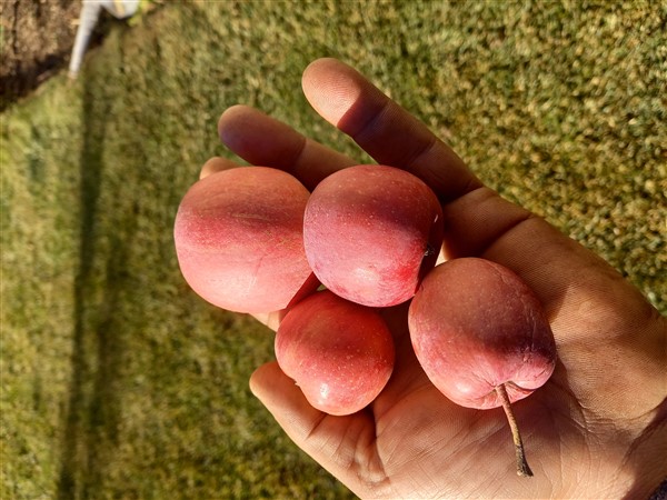 /Per i danni dovuti dalle gelate, gran parte del raccolto non ha raggiunto nemmeno la grandezza di un mandarino
