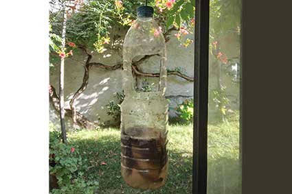 bottiglia trappola per zanzare