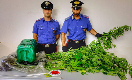 /Alcune piante di marijuana sequestrate
