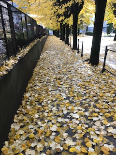 /tappeto foglie