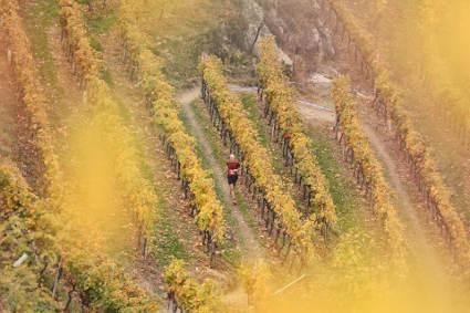 /Valtellina wine trail, 2017